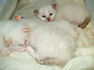 Kitties11th.jpg (4322 Byte)