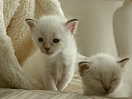 Kitties16th.jpg (4799 Byte)