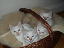 Kitties24th.jpg (4218 Byte)